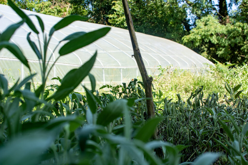 Field and high tunnel