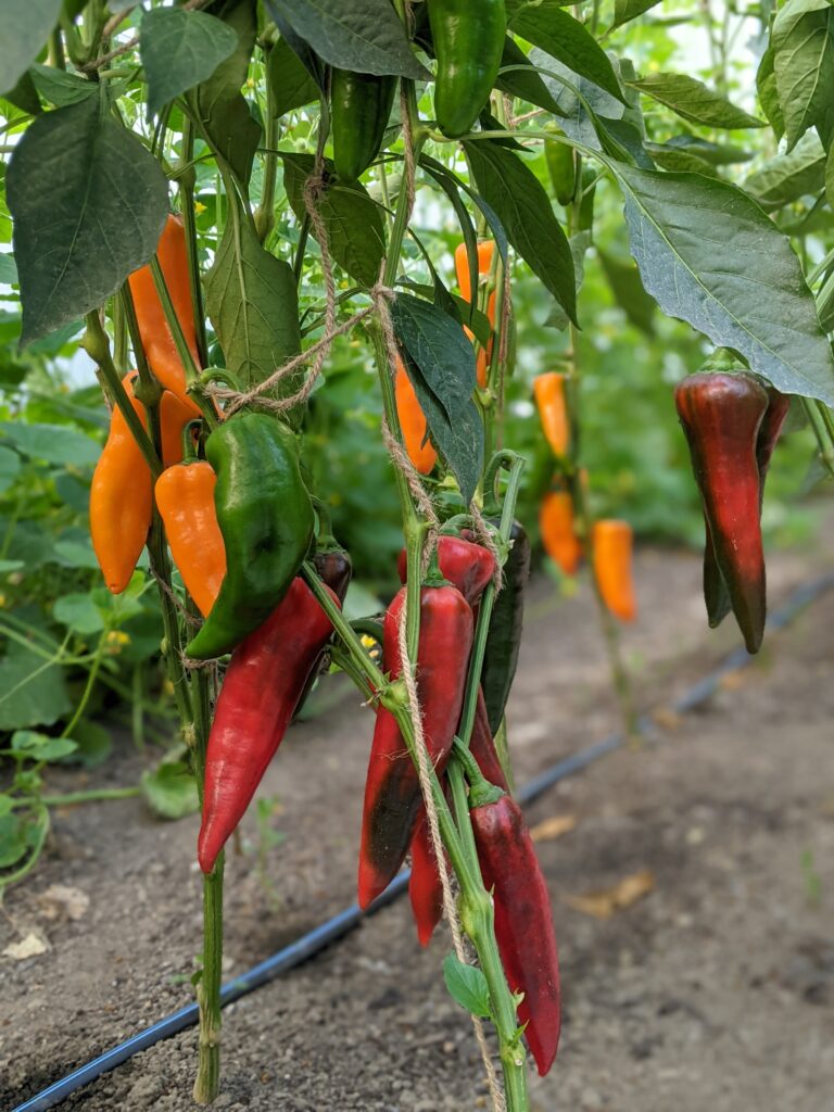 peppers